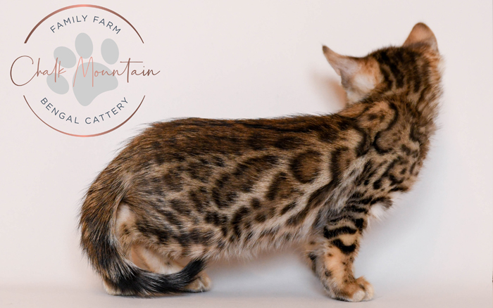 Bengal kitten for sale